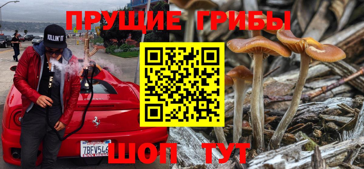 Галлюциногенные грибы Psilocybine cubensis Балашов